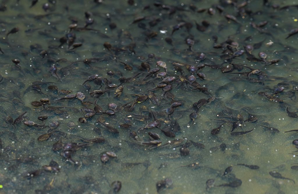 Photograph of hundreds of tadpoles in a pond
