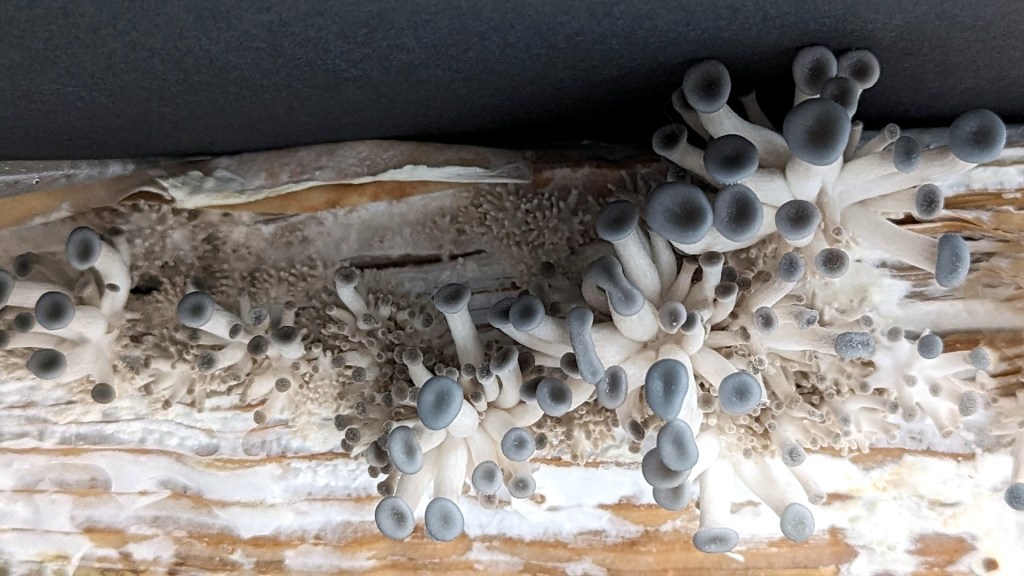 Mycomythopoeia: Upcoming events